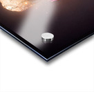 Forever Rose Acrylic print