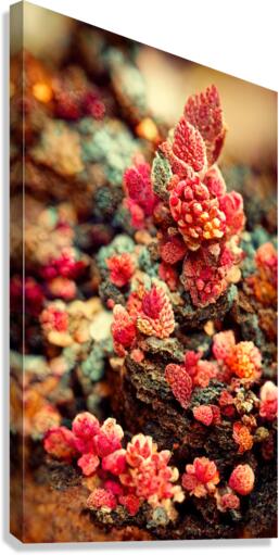 Forever Rose 1 Canvas Print