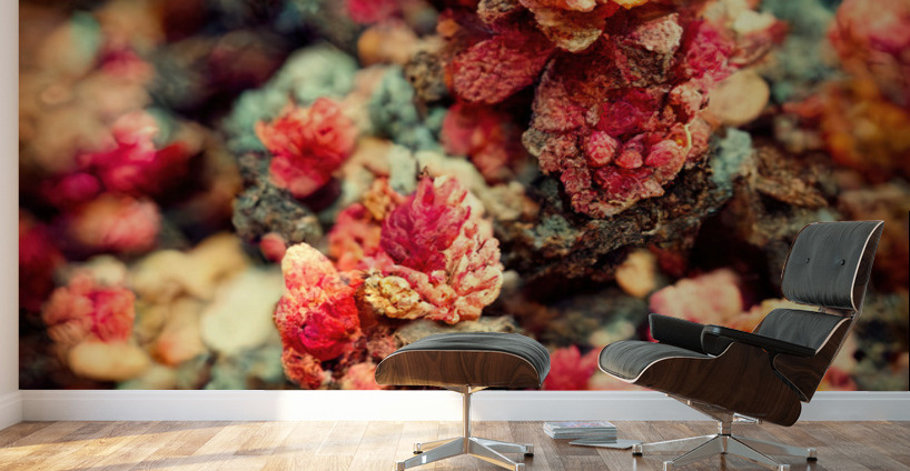 Forever Rose 1 Wall Murals